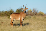 Fototapeta Sawanna - A rare roan antelope (Hippotragus equinus) in natural habitat, South Africa.