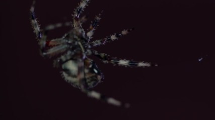 Macro of large creepy spider crawling on web at night
