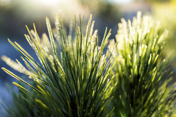 Wall Mural - Macro closeup of frost ice crystals on evergreen branch leaves needles coniferous plant fir in snow