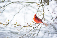 Closeup Of One Vibrant Saturated Red Northern Cardinal, Cardinalis, Bird Sitting Perched On Tree Branch During Heavy Winter Snow Colorful In Virginia, Snow Flakes Falling Eating Flower Buds
