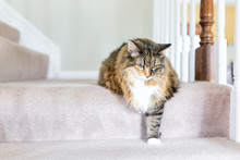 Maine Coon Calico Cat Funny Resting One Paw On Carpet Floor Steps Indoors Inside House Comfortable Looking Down Sad, Large Breed Neck Ruff