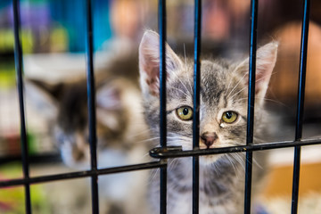 Portrait of one tabby grey kitten looking through cage behind bars waiting for adoption