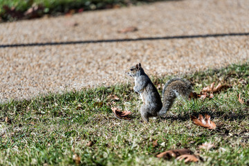 Wall Mural - Squirrel standing on hind legs upright looking in Washington DC urban green park in autumn in capital city, fallen leaves foliage