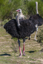 Ostrich With Long Neck And Huge Legs In An Ostrich Breeding Farm