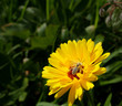 Biene sammelt fleißig