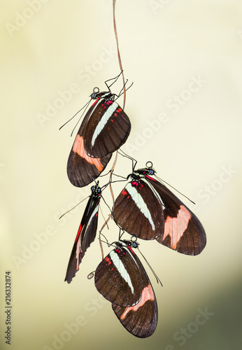 Zdjęcie XXL Motyle z gatunku Heliconius erato sfotografowane w prowincji Misiones w Argentynie