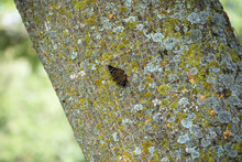 A Hackberry Emperor Rests On The Side Of A Tree With A Bokeh Background.