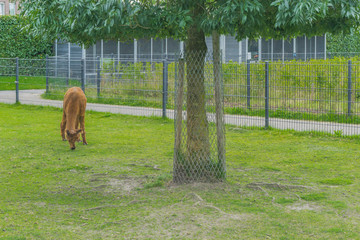 Wall Mural - llama alpacia distance view