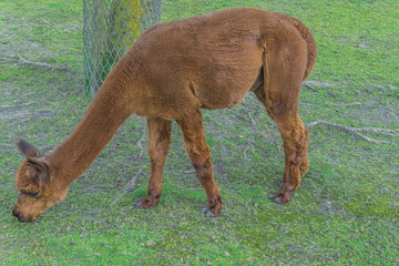 Wall Mural - brown alpacia llama in close up