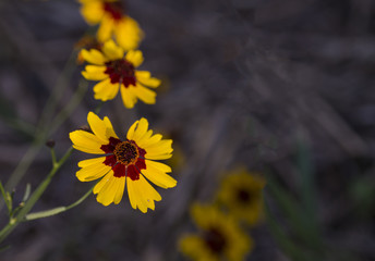 Wall Mural - Tickseed flowers, Coreopsis, with copy space