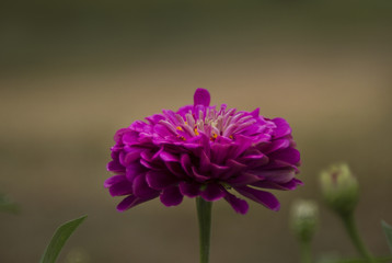 Wall Mural - Purple Zinnia