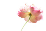 Fototapeta Storczyk - Beautiful pink lotus flowers  on white background