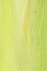  corn on the cob, husk organic food nature background