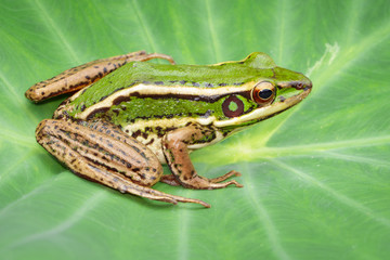 Wall Mural - Image of paddy field green frog or Green Paddy Frog (Rana erythraea) on the green leaf. Amphibian. Animal.