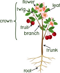 Wall Mural - Parts of plant. Morphology of cherry tree with root system, flowers, fruits and titles