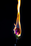 Fototapeta  - Red rose on fire
