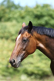 Fototapeta Konie - Head of a young thoroughbred horse on the summer meadow