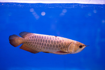 Wall Mural - Arowana fish swimming on underwater background. Asia species.