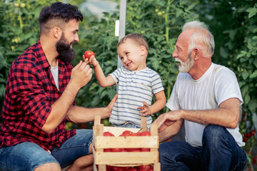 Wall Mural - Grandfather,son and grandson working together