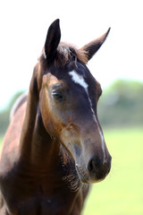 Wall Mural - Head of a young thoroughbred horse on the summer meadow