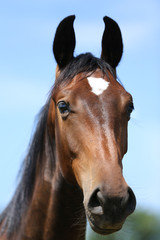 Wall Mural - Head of a young thoroughbred horse on the summer meadow