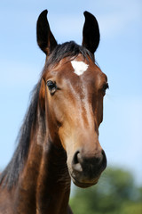 Wall Mural - Head of a young thoroughbred horse on the summer meadow