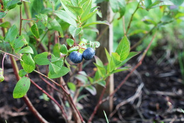 Wall Mural - Blueberries ripening on the bush. Shrub of blueberries.