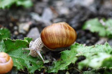 Wall Mural - Snail