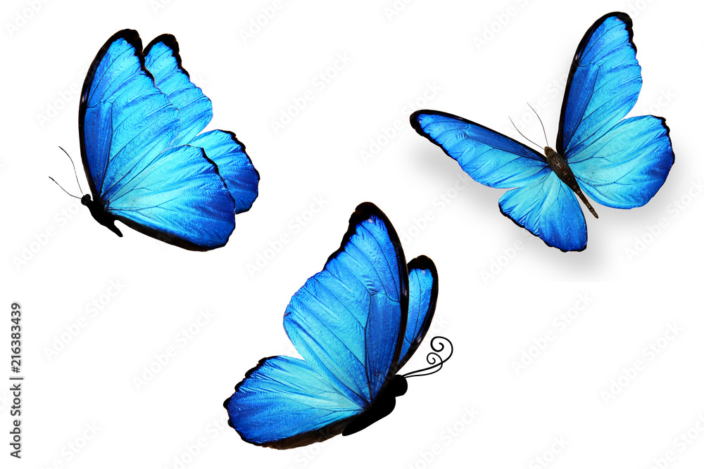 Naklejka premium Trzy niebieskie motyle na białym tle. #216383439 - Motyle  - Naklejka premium