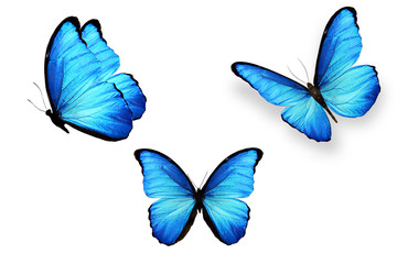 Poster - set of blue butterflies isolated on white background