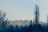 Fototapeta Las - foggy landscape