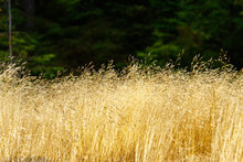 Dry Grass In The Forest