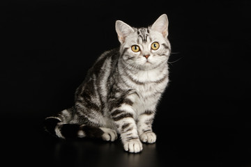 American Shorthair cat