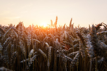 Sticker - Ripe golden wheat field against the blue sky background. Landscape photography