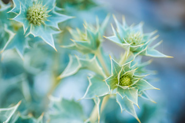 Green Mediterranean plants on the beach in Leptokarya-Greece 