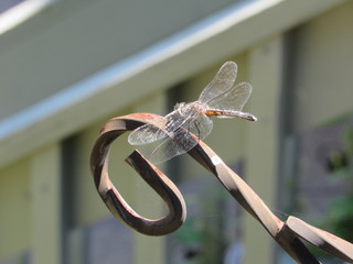 A female, or immature male, blue dasher dragonfly (Pachydiplax longipennis) resting outside in the sun 