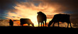 A herd of cows at sunset