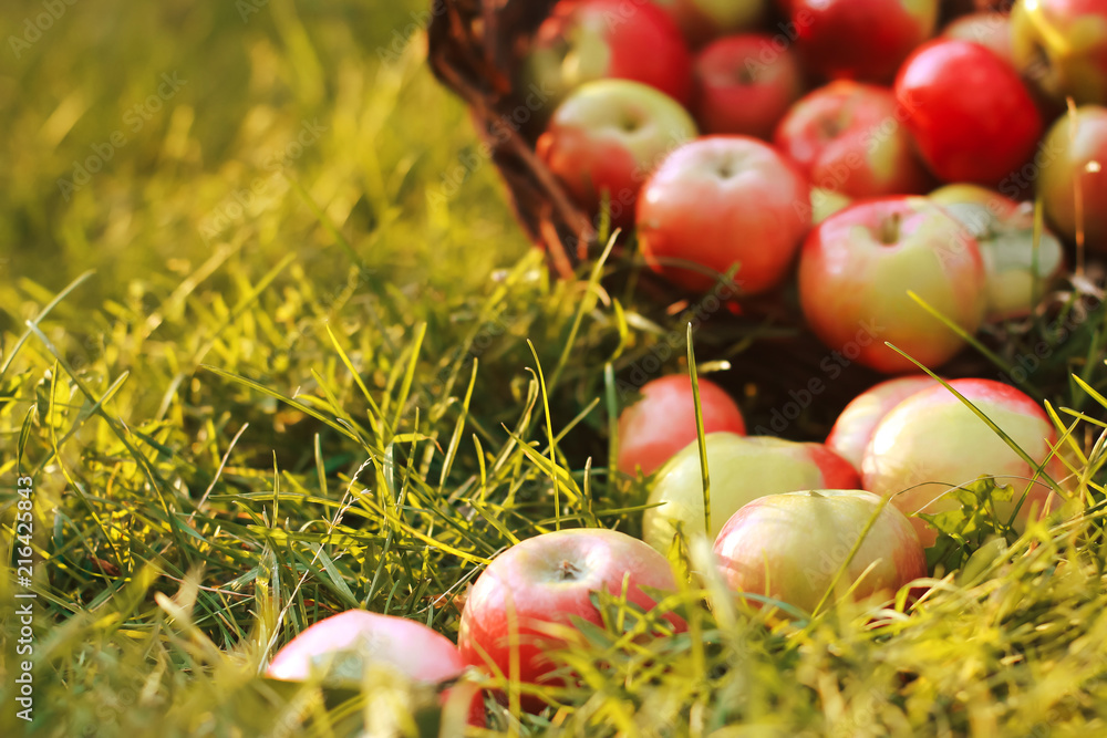 Blurred fresh apples in basket and on grass. August, autumn harvesting concept. Farming, orchard, apple picking, fall season - obrazy, fototapety, plakaty 
