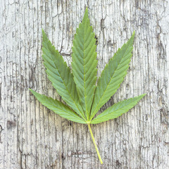 Wall Mural - cannabis hemp leaf on old wooden background. square