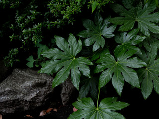 Green tropical leaves Fatsia or Japanese aralia (Aralia sieboldii o Fatsia japonica), Araliaceae, ornamental plants backdrop on dark background