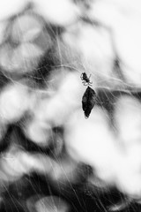 Leaf and spider