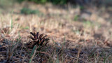 Fototapeta Tęcza - Pine cone on a yellow grass.