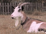 Fototapeta Zwierzęta -  goat