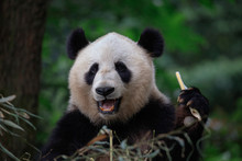 Panda Bear Eating Bamboo, Bifengxia Panda Reserve In Ya'an Sichuan Province, China. Panda Looking At The Viewer With Mouth Open, Eating A Large Chunk Of Bamboo. Endangered Species Animal Conservation