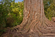 Kauri Tree In Waipoua Forest In New Zealand