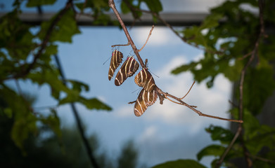 Wall Mural - isolated macro image of fancy butterflies, four hanging on branch