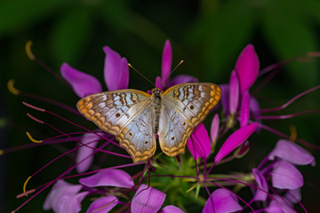 Wall Mural - white peacock butterfly