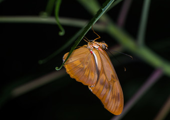 Wall Mural - isolated macro image of fancy butterfly, shallow depth of field