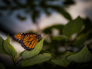 Wall Mural - isolated macro image of fancy butterfly