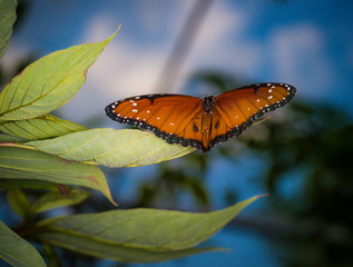 Wall Mural - isolated macro image of fancy butterfly, Queen butterfly (Danaus gilippus) 